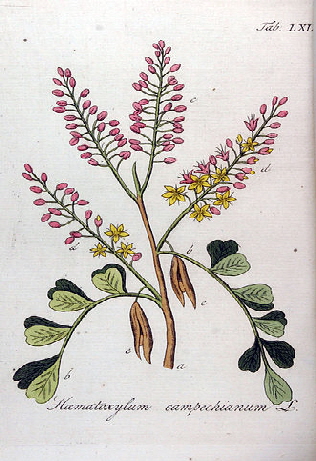 logwood