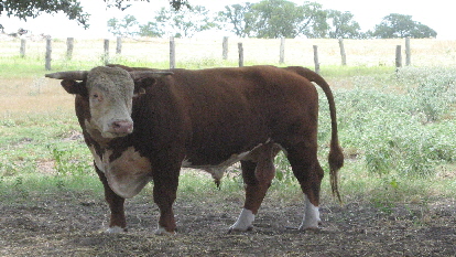 judy's bull