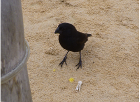 finch