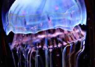 jellyfish