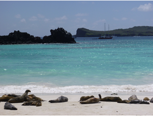 sealions